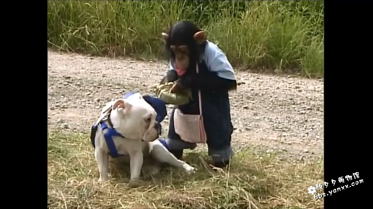 搞笑动物节目-狗狗猩猩大冒险（又名：小庞和詹姆斯）第一季+第二季下载图片 No.3